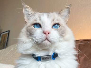 Erkennungsmarke für Hunde und Katzen