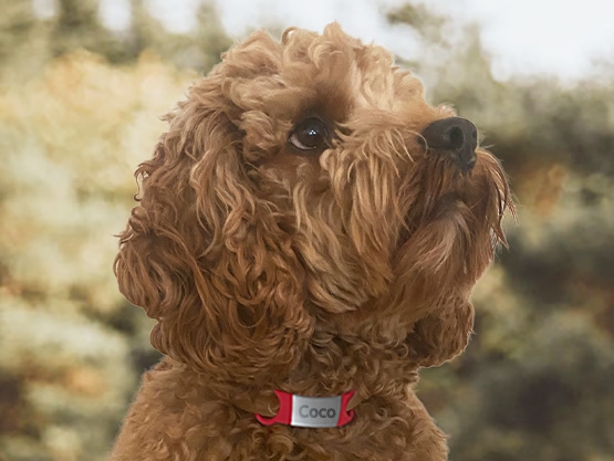 Erkennungsmarke für Hunde und Katzen