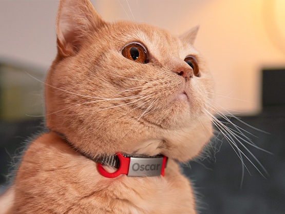 Erkennungsmarke für Hunde und Katzen