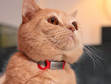 Erkennungsmarke für Hunde und Katzen